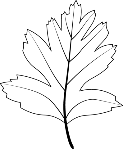 Common Hawthorn Leaf Coloring Page